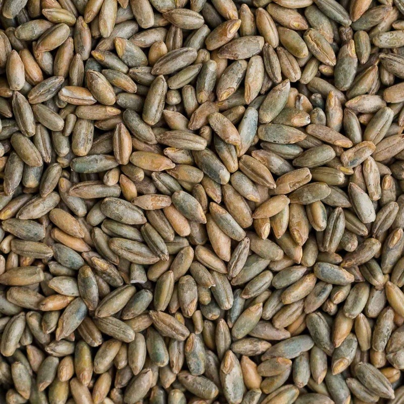 Cz Grain 25 Pounds Signature Rye Berries – High In Fiber And Iron – 25 Lb Bag Of Rye Berries