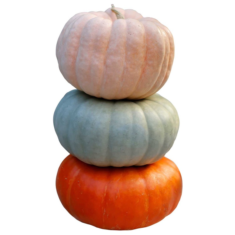 Heirloom Pumpkin, 1 ct.