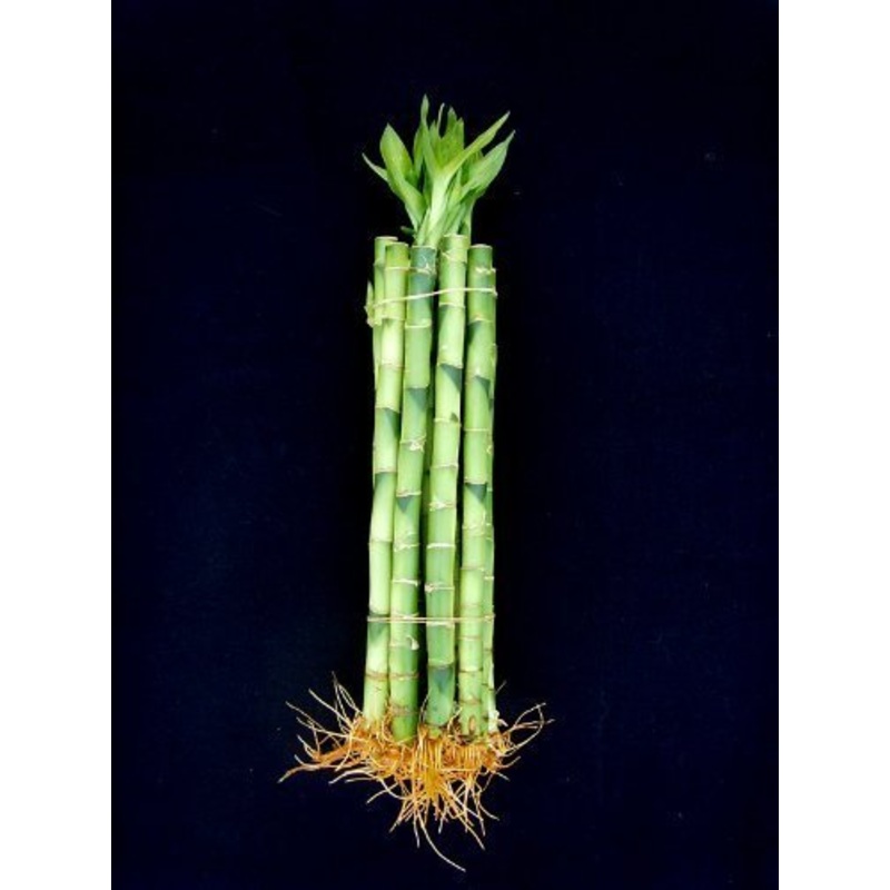 10 Stalks (1 Bundle) Of 6” Straight Lucky Bamboo For Feng Shui Or Gifts Sold By Jm Bamboo