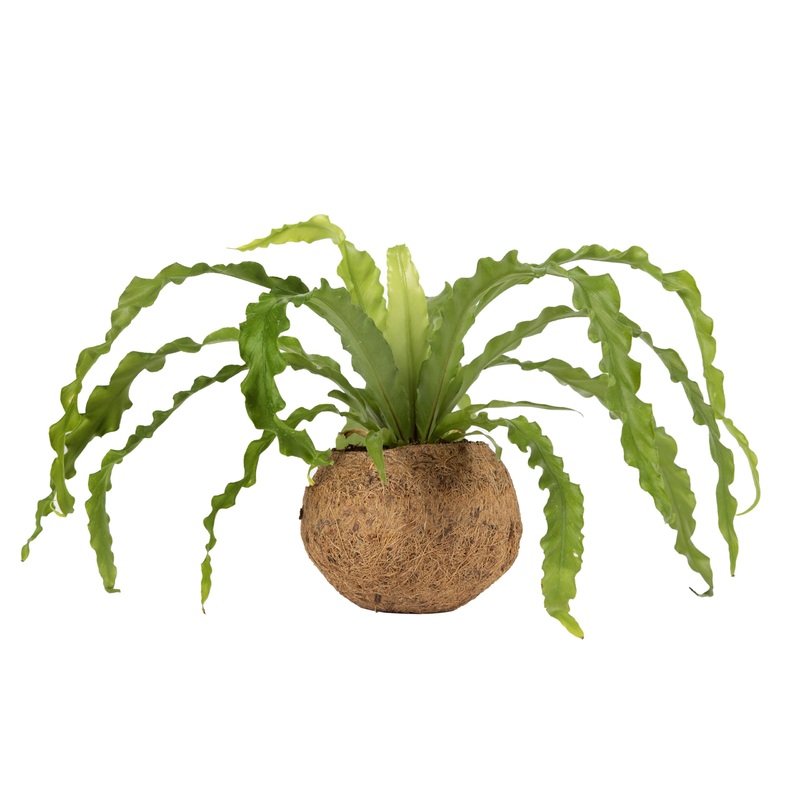 Better-Gro 17    Hanging Kokodama With Birds Nest Fern – Biodegradable, Natural Planter For Indoor/Outdoor Spaces, Sustainable H