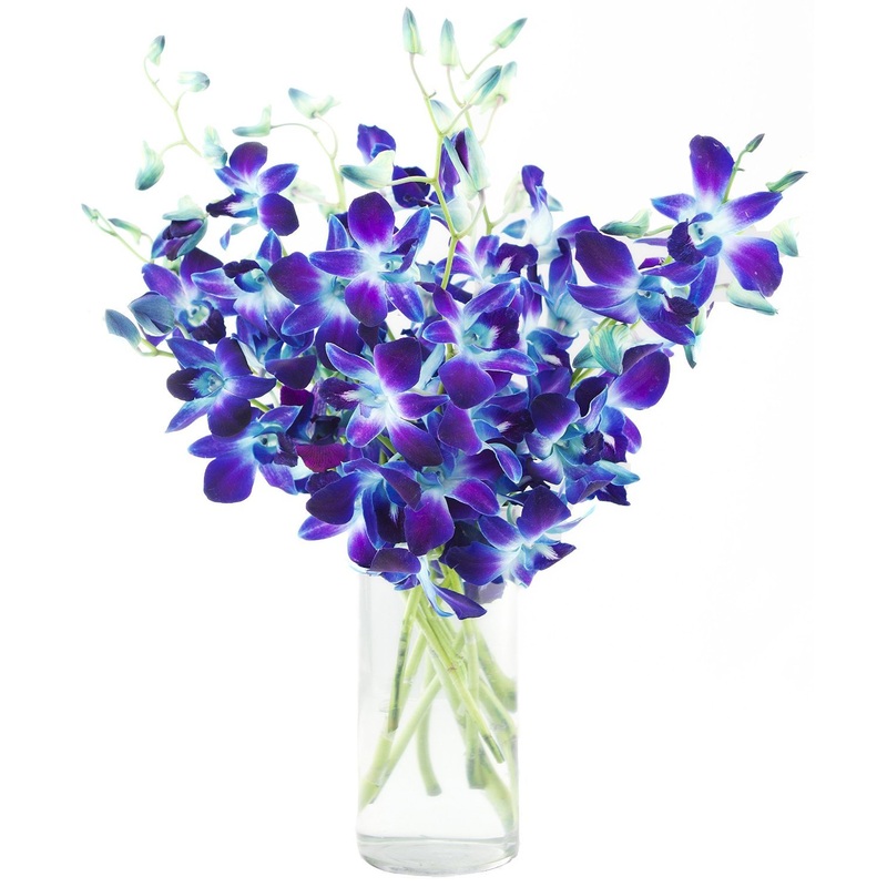 Premium Cut Purple Orchids (Support Small Business) (Blue, 10 Stems With Vase)