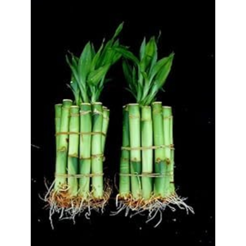 Lucky Bamboo Plant Stalks, 4 Inches Straight, 20 Pieces