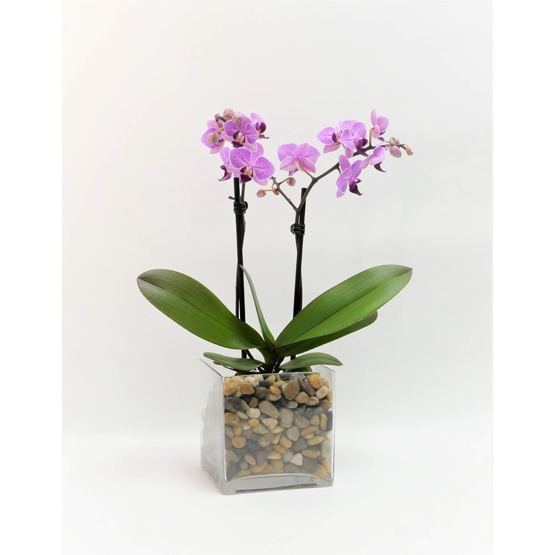 Athena’S Garden Live Orchid Plant, Light Pink Double Spike Phalaenopsis In Container, Long Lasting, Easy Care (Orchid Pa-Opp3Lps