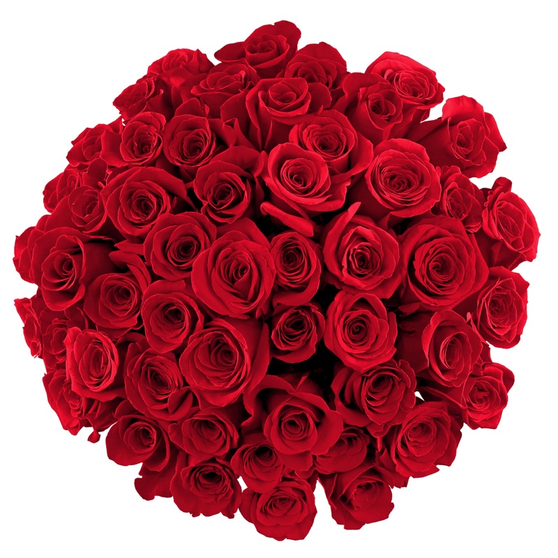 Benchmark Bouquets – 50 Stem Premium Red Roses (2 Bundles Of 25; Vase Not Included) – Fresh Flowers For Delivery – Gift For Grad