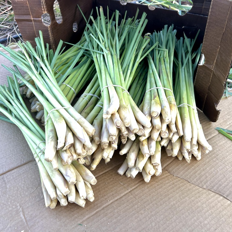 Generic 7 Fresh Lemongrass Stalks By Shiba Garden. Grown Farm Fresh