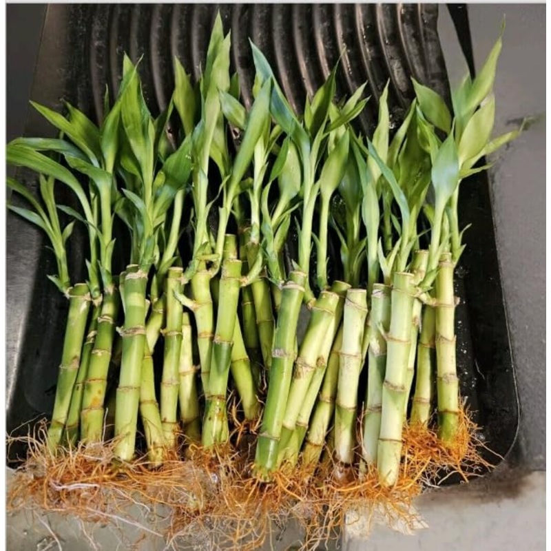 Lucky Bamboo 10 Stalks 4 Inches With Butterfly Stake, No Green Thumb Required! Just Add Water, Indoor Perennial Plants, Ideal Gi