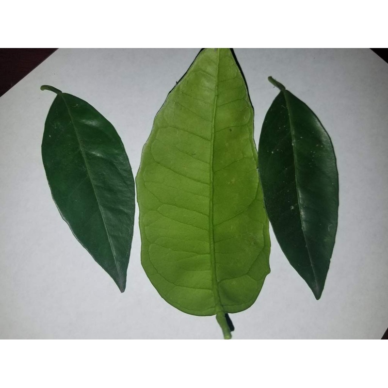 Fresh Orange Leaves – 30 Leaves