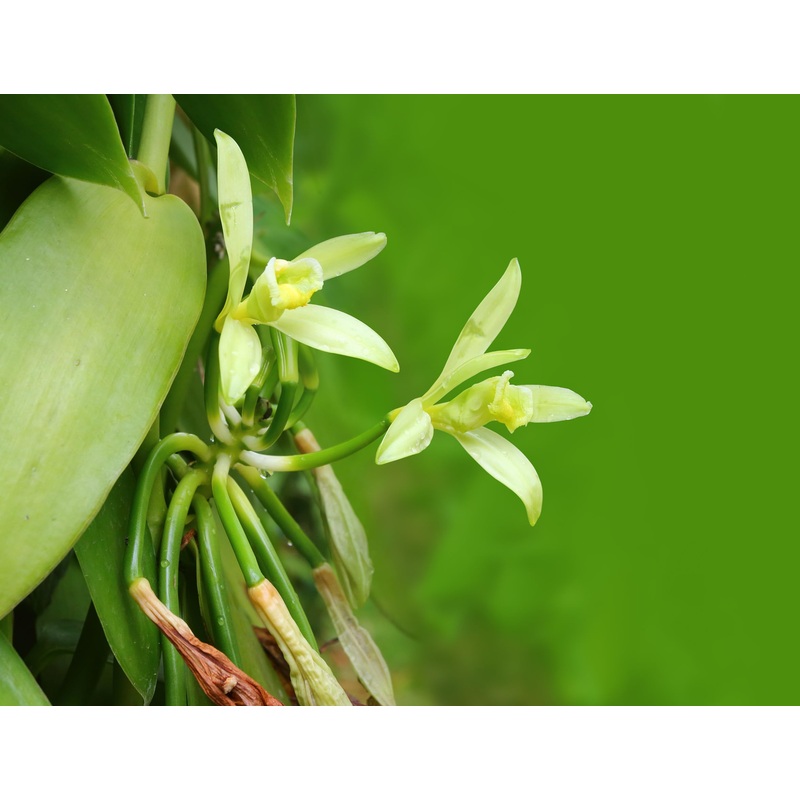 Live Vanilla Bean Orchid Starter Plant – Vanilla Planifolia (Unable To Ship To: Az, Hi, Or, Pr)