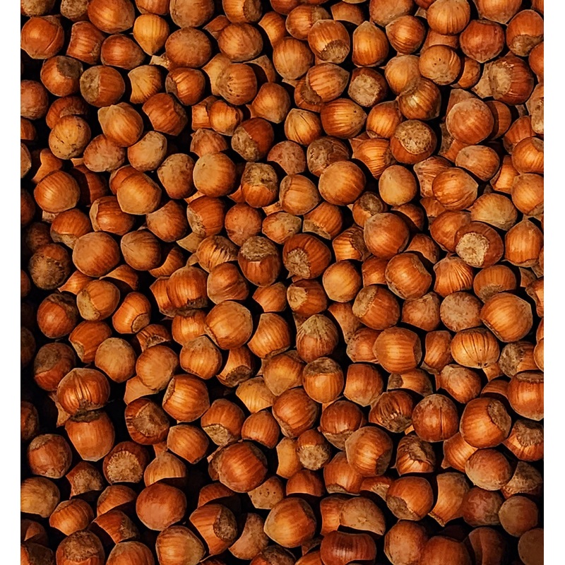 Hazelnuts In-Shell, Grown In Our Family’S Orchard In Washington State (Raw, 8 Pound)