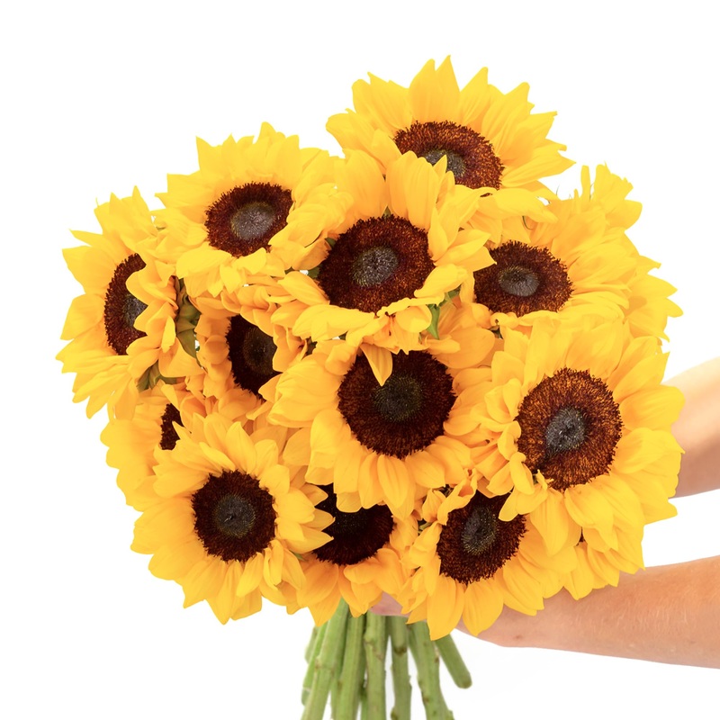 Bloomsybox : Farm-Fresh Sunflowers-Best | 15 Stems, Yellow Design, Care Card, Flower Food, Lush Greenery, Flower Delivery, Birth