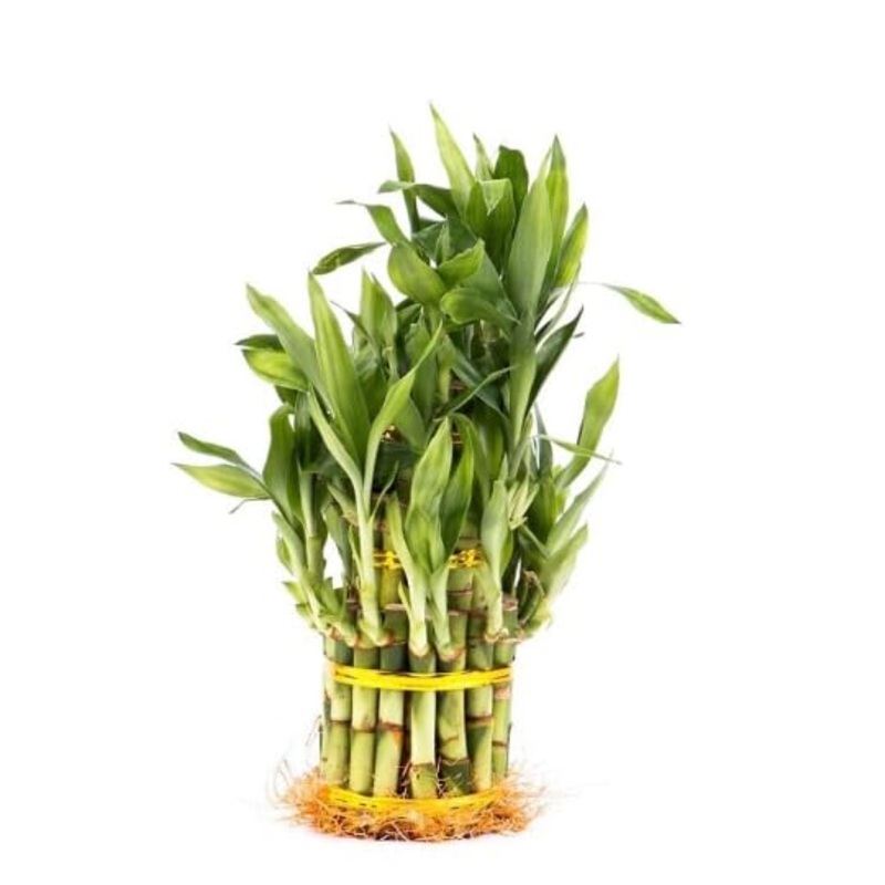 Generic 3 Tier 4”” 6”” 8”” Lucky Bamboo Stalks For Feng Shui (Total About 34 Stalks) The Most Elegant Bamboo With Free Pla