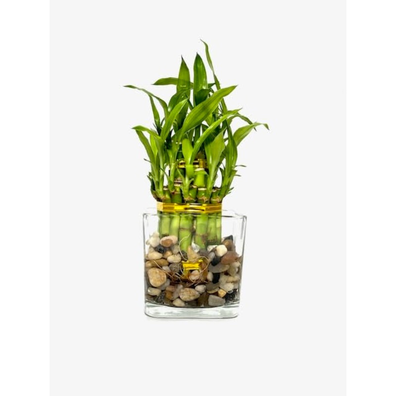 Two Tier Lucky Bamboo Indoor Live Plant In Glass Square Vase With Multi-Colored River Rocks, Live Lucky Bamboo, Feng Shui Plant,