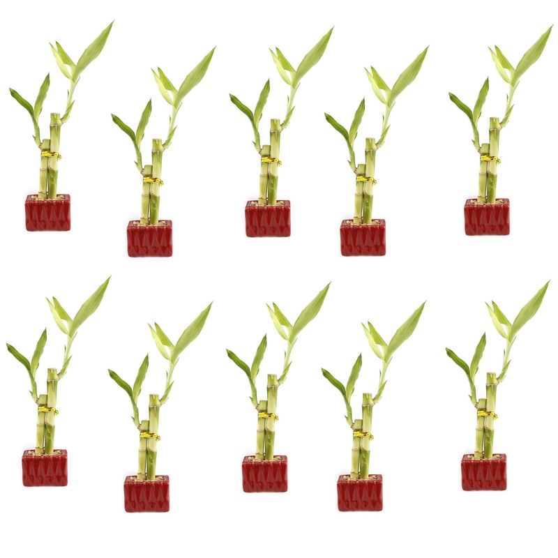Set Of Ten Live Lucky Bamboo 2 Stalk Arrangements In Red Square Ceramic Planters – Inch Lucky Bamboo Indoor Potted House Plants