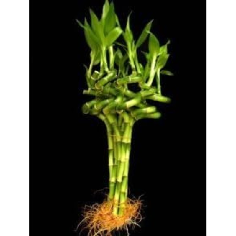 Live Lucky Bamboo Plant, 10 Stalks, 8 Inches Tall, Spiral Style