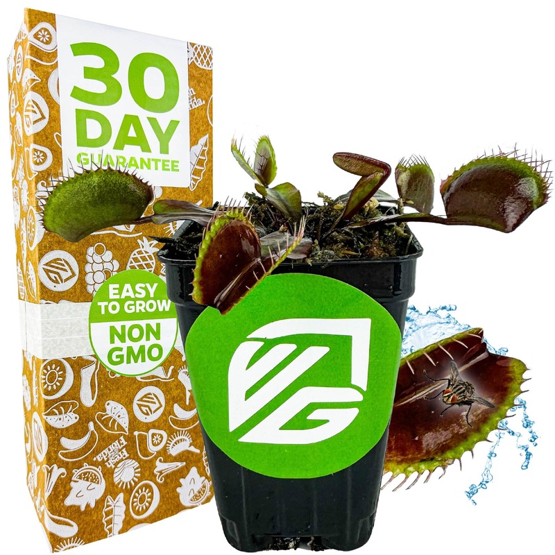 Akai Ryu Venus Fly Trap (Red Dragon) Live Plant – Dionaea Muscipula By Wellspring Gardens – Unique Plant – Red Trap Plant – Red