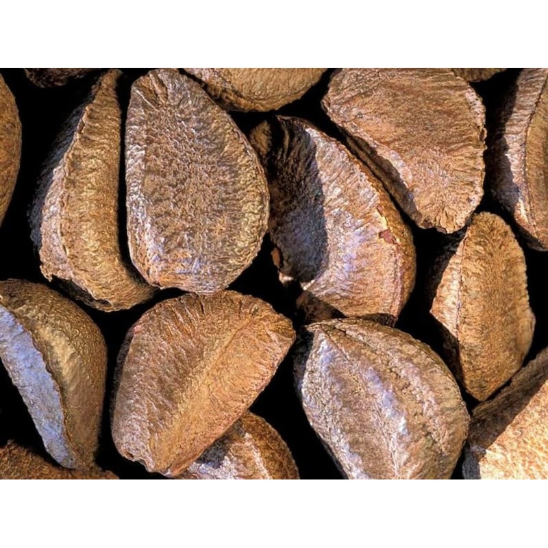 Fresh Raw In-Shell Whole Brazil Nuts -1 Lb By Nuts N More