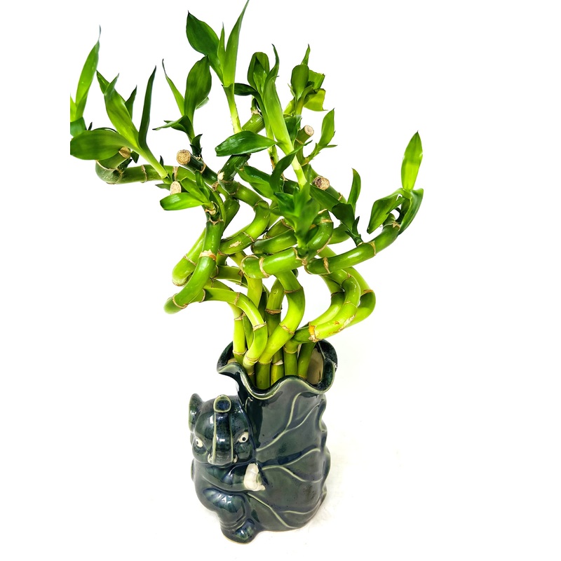 Jm Bamboo Live Spiral Lucky Bamboo Bundle Hugging Elephant Dark Vase