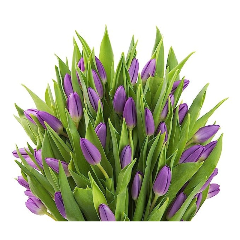 Kabloom Flowers -Valentine’S Day Collection – 30 Purple Tulips, Gift For Birthday, Sympathy, Anniversary, Get Well, Thank You, V