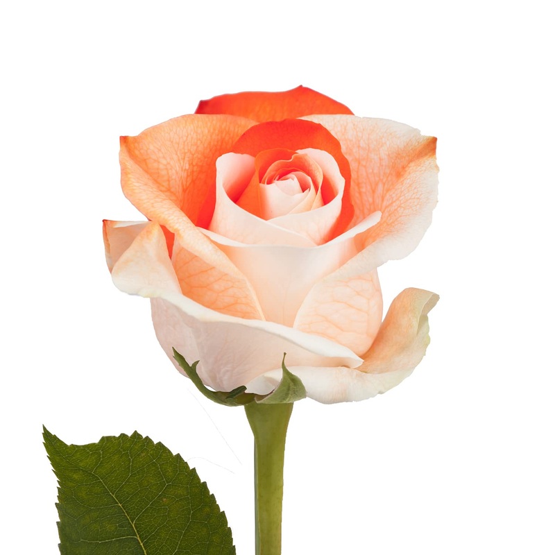 Blommingmore | Fresh Cut Flowers | Natural Tinted Orange And White Roses | 75 Stems – 50Cm | Home, Office, Wedding Decor, Diy, P