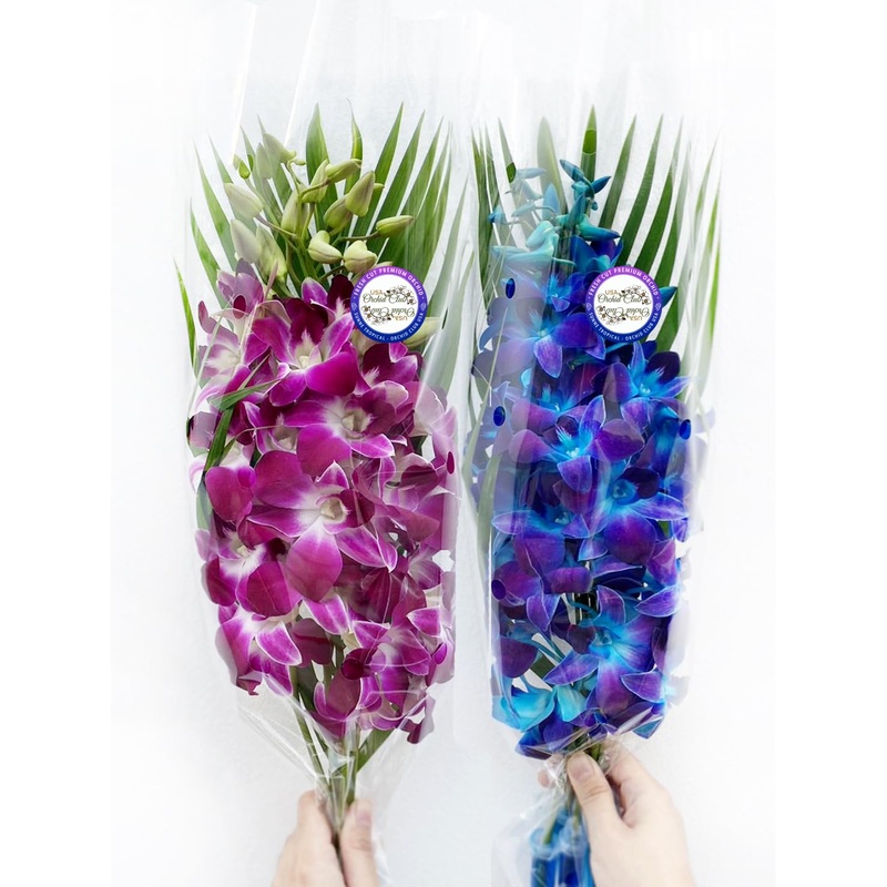 Sunne Tropical Orchidclub Usa Fresh Cut Flowers Dendrobium Orchids (10 Stems Blue & Purple)