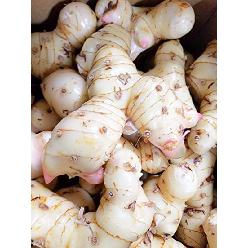Fresh Galangal From Hawaii (2)