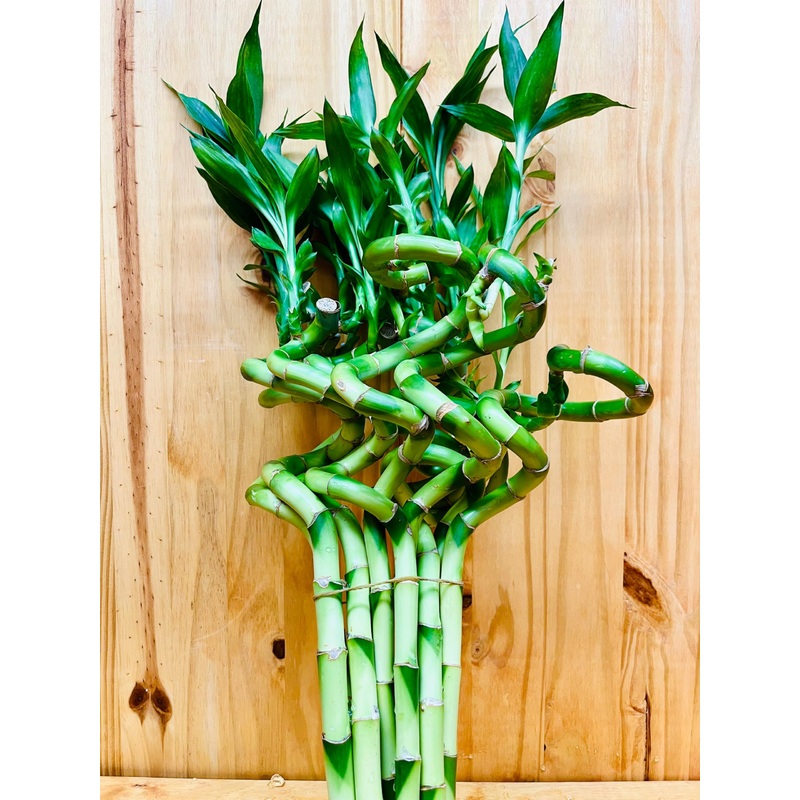 Generic Live Lucky Bamboo 12    Spiral Shape Bamboo Plant 10 Unit, Green