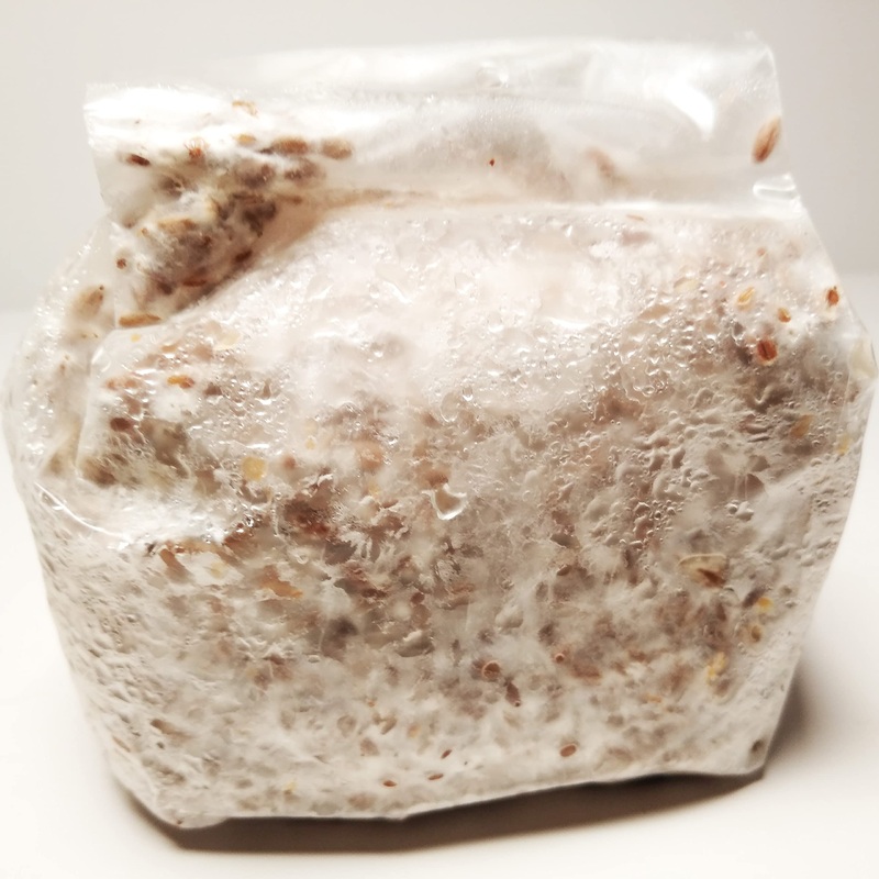 Golden Oyster Mushroom Grain Spawn – 1 Lb. Freshly Made & Ready To Use