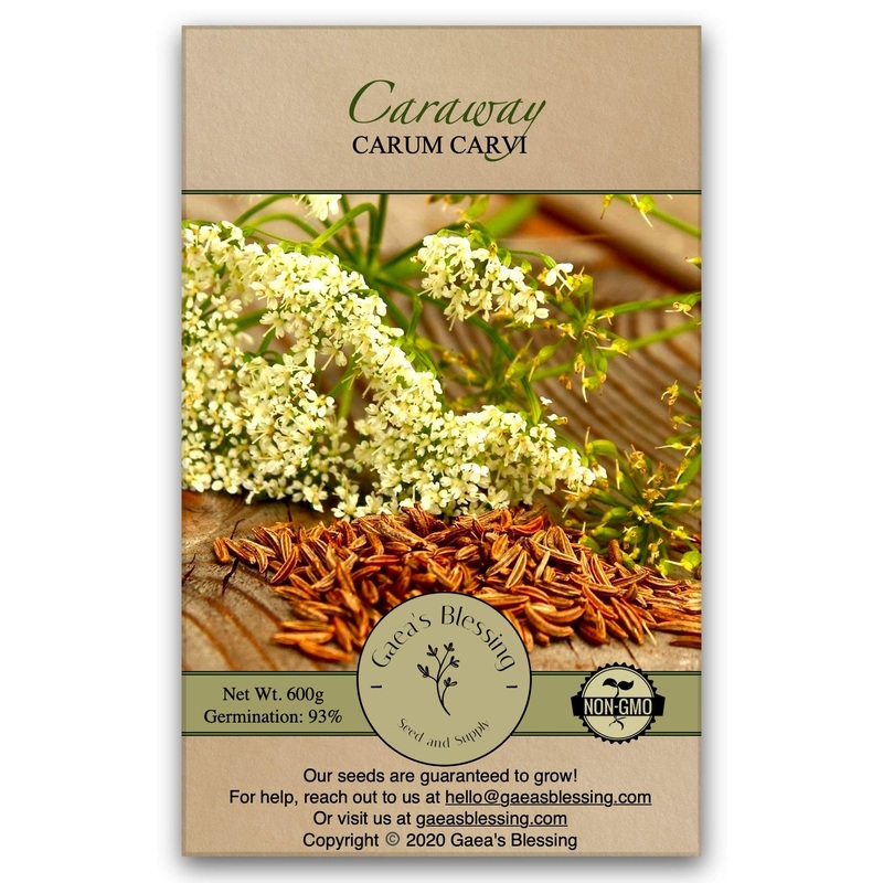Gaea’S Blessing Seeds – Caraway Seeds For Planting – Non-Gmo Open-Pollinated Heirloom 93% Germination Rate