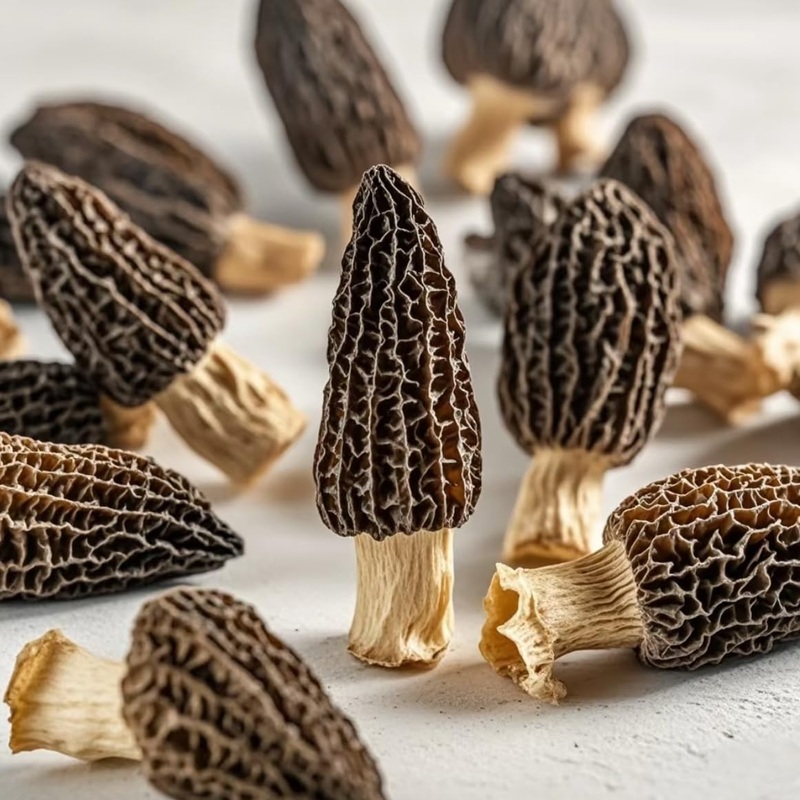 Premium Grade Dried Morel Mushrooms (Morchella Conica), 1 Oz Gourmet Morel Mushrooms Dehydrated Delicacies Nourishing Morchella