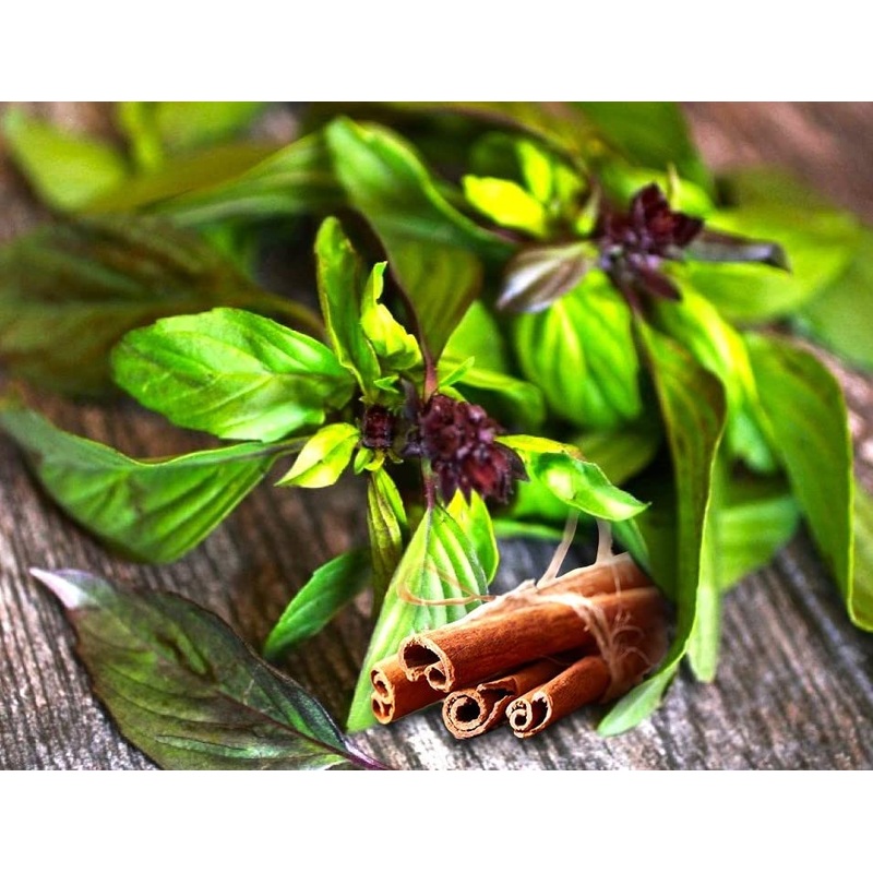 Unique Cinnamon Basil Mexican Spice 200+ Seeds For Planting Herb Garden