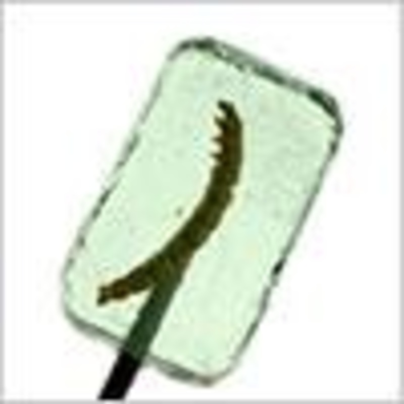 Watermelon Lollipop with Worm